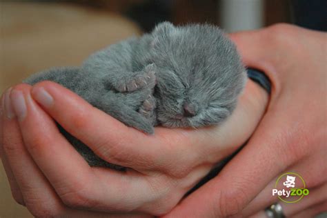 gatos recien nacidos sin pelo|Cómo cuidar a un gato recién nacido